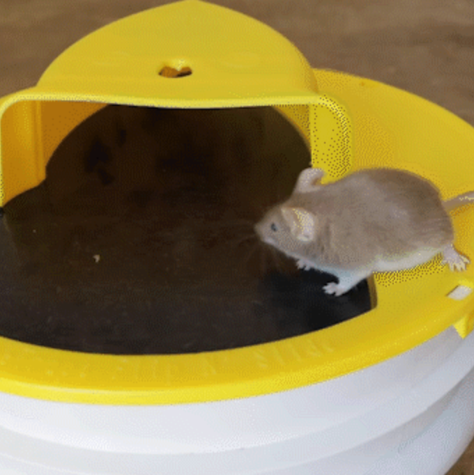 Piège à souris de couvercle de godet premium 0