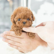 Chiot robot interactif, jouet réaliste pour enfants 4