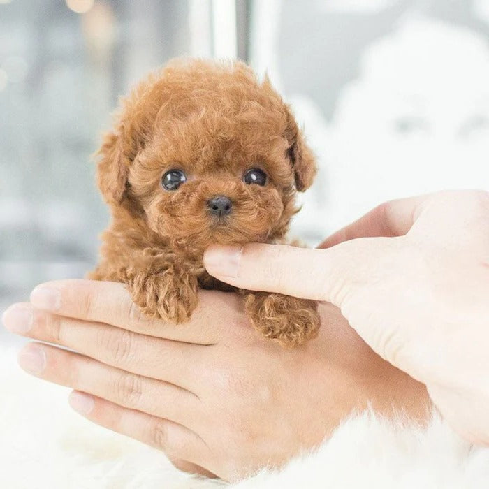 Chiot robot interactif, jouet réaliste pour enfants 4