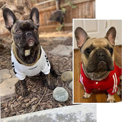 Collier pour chien robuste 2