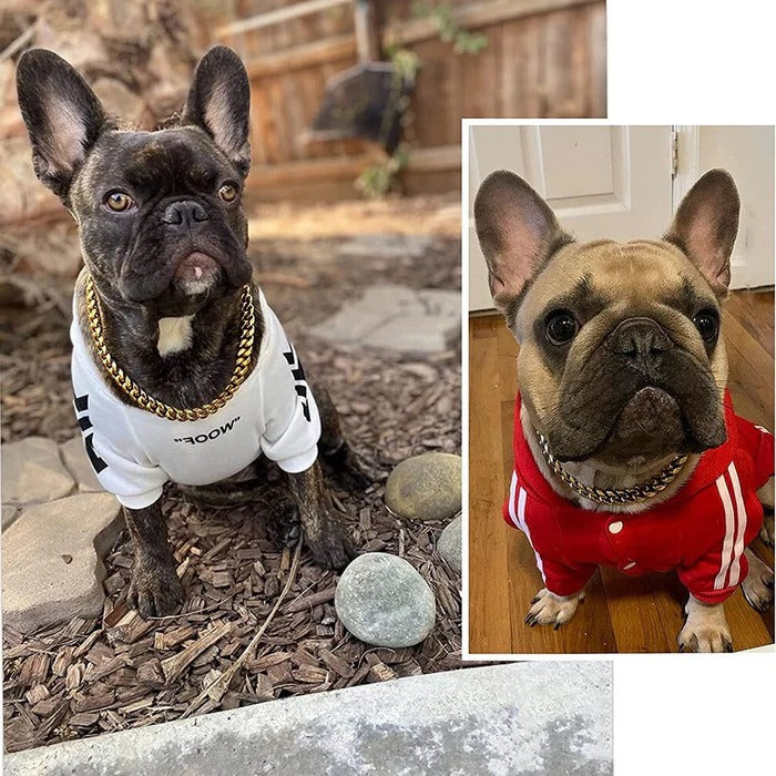 Collier pour chien robuste 2