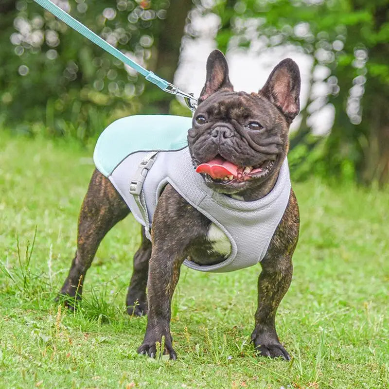 Gilet rafraîchissant pour chiens pour les activités de plein air 4