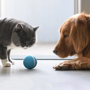 Jouet de mouvement pour animaux de compagnie Magic Ball 3