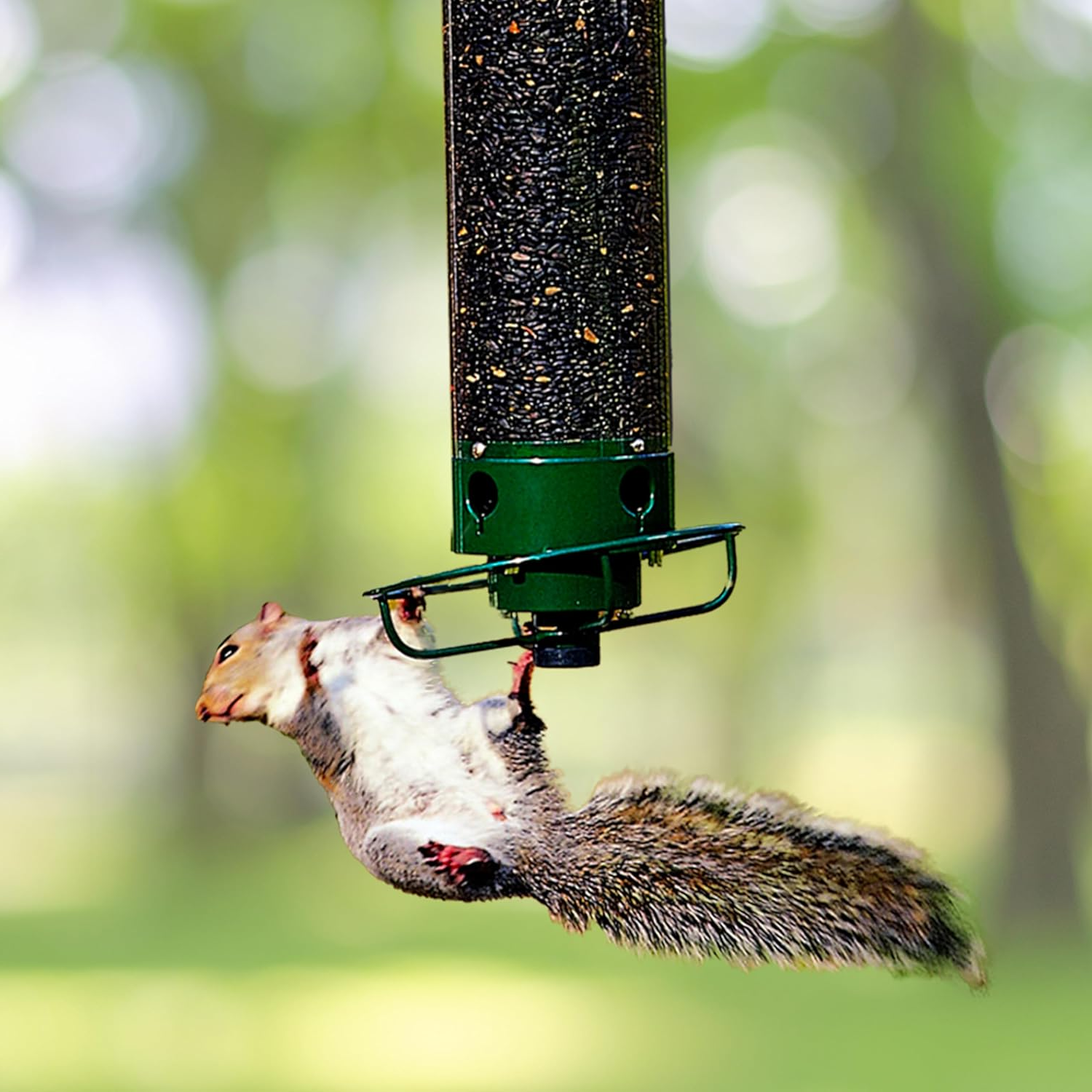 Mangeoire à oiseaux à l'épreuve de l'écureuil 0