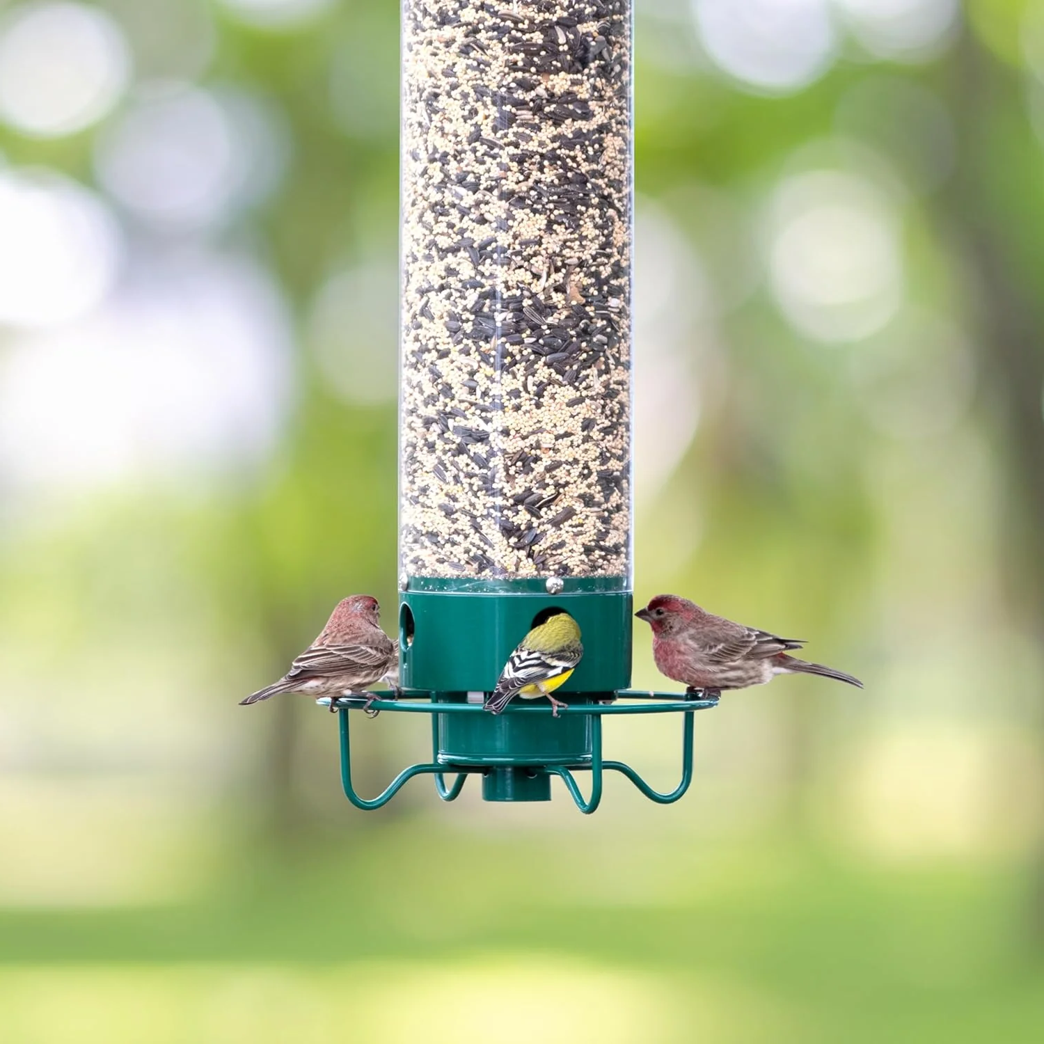 Mangeoire à oiseaux à l'épreuve de l'écureuil 5