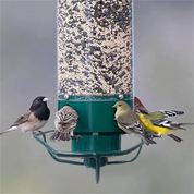 Mangeoire à oiseaux à l'épreuve de l'écureuil 6