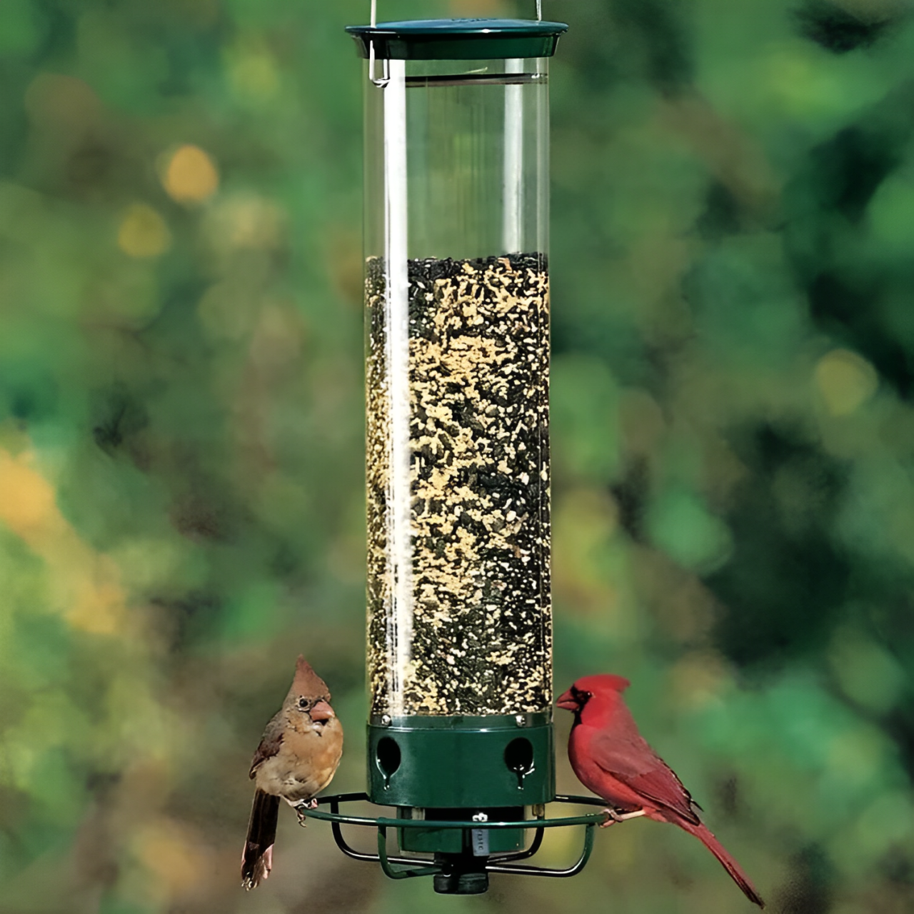 Mangeoire à oiseaux à l'épreuve des écureuils 0