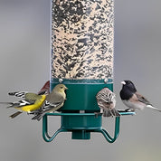 Mangeoire à oiseaux à l'épreuve des écureuils 1