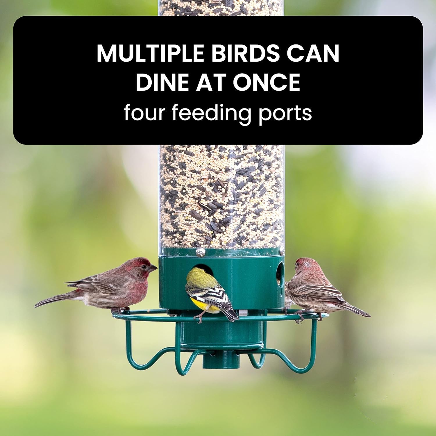 Mangeoire à oiseaux à l'épreuve des écureuils 4