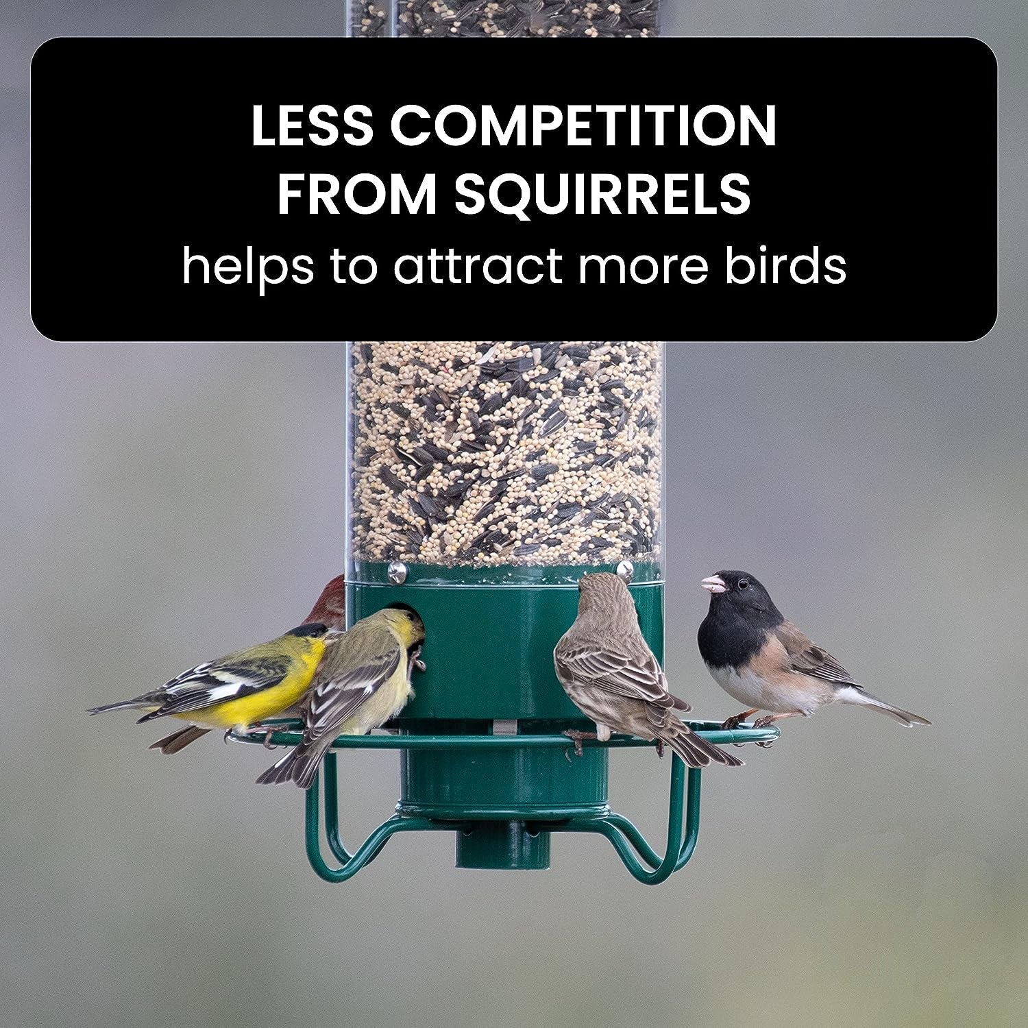 Mangeoire à oiseaux à l'épreuve des écureuils 6