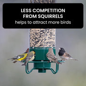 Mangeoire à oiseaux à l'épreuve des écureuils 6