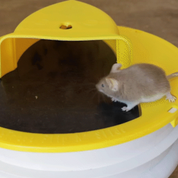 Piège à souris de couvercle de godet premium 0