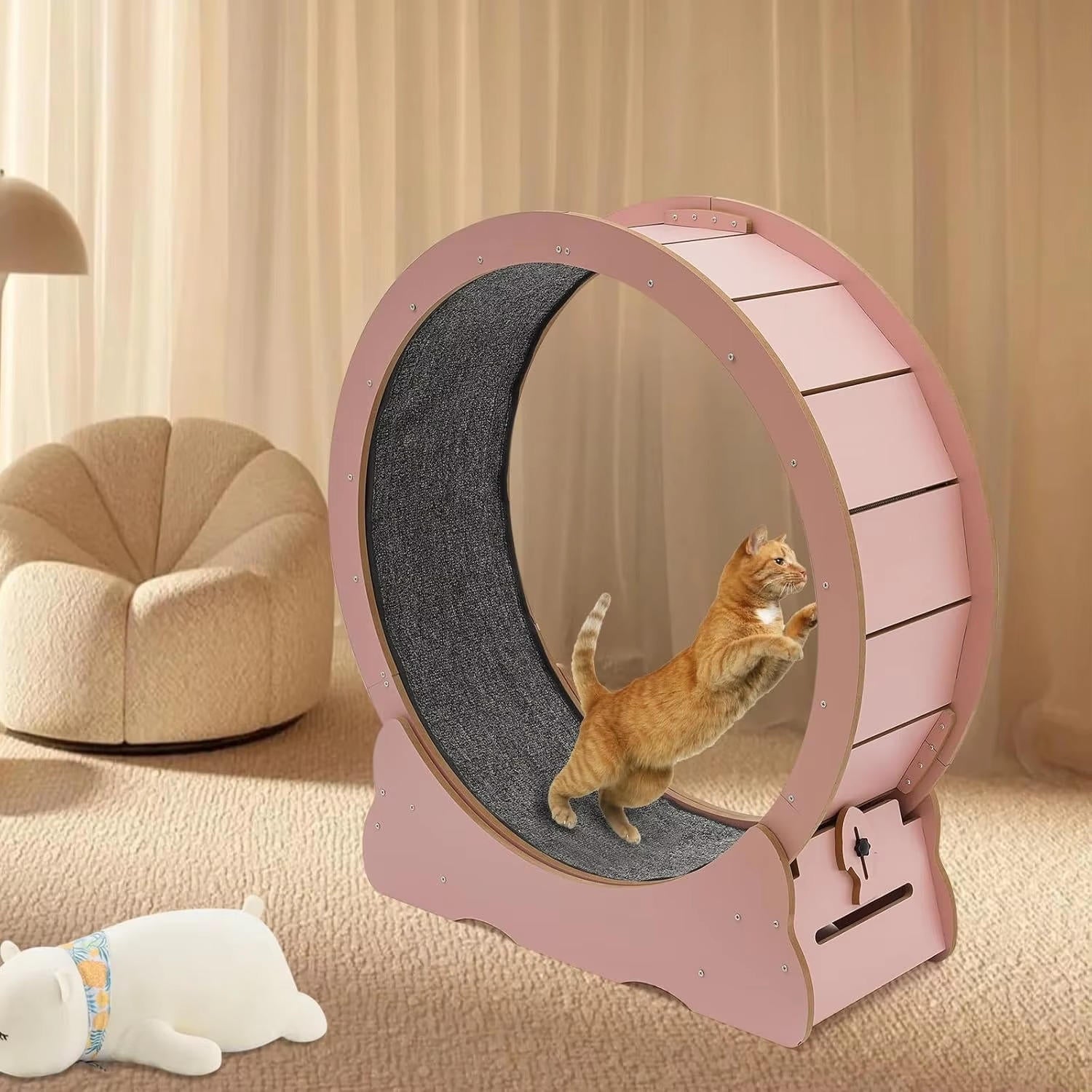 Roue d'entraînement pour chat 5