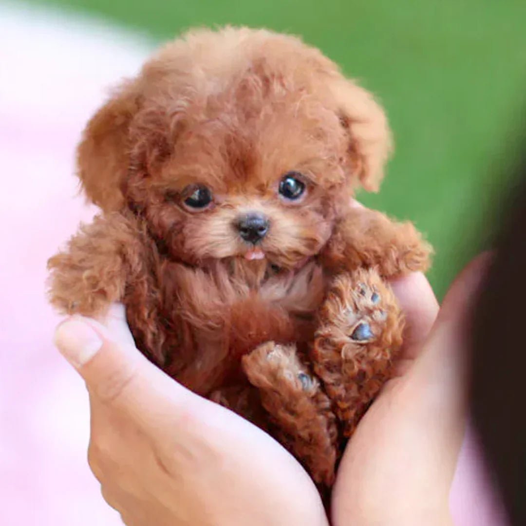 SNGGEPUP - Poupées en peluche réalistes avec des détails réalistes 0