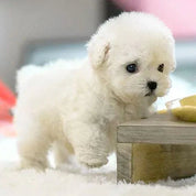 SNGGEPUP - Poupées en peluche réalistes avec des détails réalistes 6