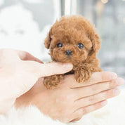 chiot robot réaliste 3